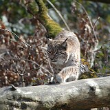 Luchs  Luchs