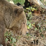 DSC 0976  Mister Pez