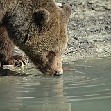 Bär am trinken  Bär am trinken