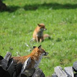 DSC 8824  2 Füchse