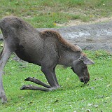 Elch  Elch macht Kniebeugen