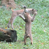 springer spielnder Baby Luchs  2 junge Lüchse am spielen