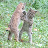 2 Luchsbaby  2 Luchsbaby auf den Hinterbeinen