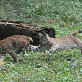 Lüchse auf verfolgungs jagt  2 Lüchse jagen sich