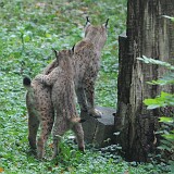 Baby und Mama Luchs  Babyluchs sucht schutz bei Mama-Luchs