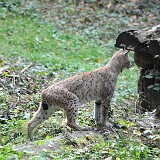 Luchs  Luchs