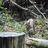 Wildkatze  Wildkatze