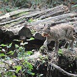 Luchs  Luchs mit Lunch im Maul