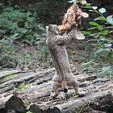 Luchs am essen  Luchs erkämpft sich sein essen