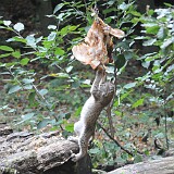 Luchse mit dem essen  Luchs mit dem essen am kämpfen