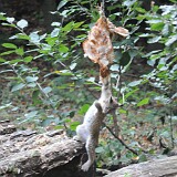 DSC 9162  Luchs am kämpfen mit dem essen