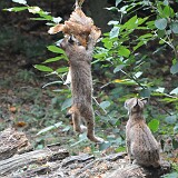 Luchse am essen  2 Lüchse am essen
