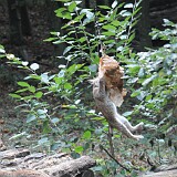 Luchs am schaucklen  Luchs hängt am essen