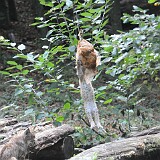 DSC 9313  ups jetzt hänge ich am essen, der amrme Baby Luchs