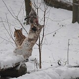 Tierparks der Schweiz