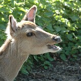 DSC 0045  Auf genommen im Tierpark Goldau am 30.04.2005