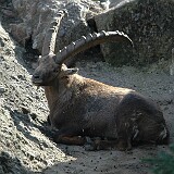 DSC 0057  Auf genommen im Tierpark Goldau am 30.04.2005