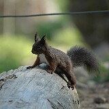DSC 0058  Auf genommen im Tierpark Goldau am 30.04.2005