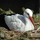 DSC 0070  Auf genommen im Tierpark Goldau am 30.04.2005