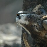 DSC 0078  Auf genommen im Tierpark Goldau am 30.04.2005