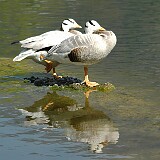DSC 0106  Auf genommen im Tierpark Goldau am 30.04.2005