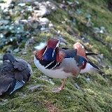 DSC 0123  Auf genommen im Tierpark Goldau am 30.04.2005