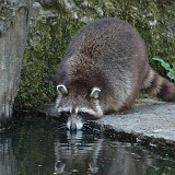 DSC 0159  Auf genommen im Tierpark Goldau am 30.04.2005