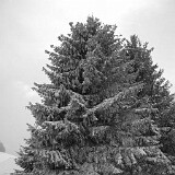 DSC 0020  uf äm Albis