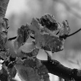 DSC 0028  uf äm Albis