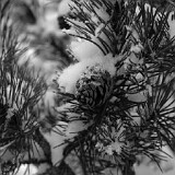 DSC 0029  uf äm Albis