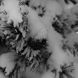 DSC 0031  uf äm Albis