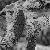 DSC 0033  uf äm Albis