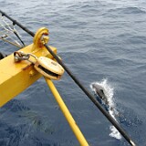 IMG 0173  Delphin am springen