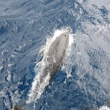 IMG 0257  Delphin