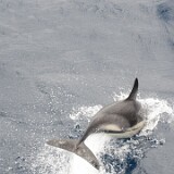 IMG 0262  Schwups und wieder weg ist er.